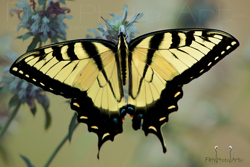 Photography_79