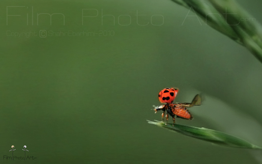 Photography_78