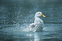 Photography_76