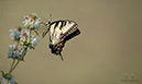 Photography_80